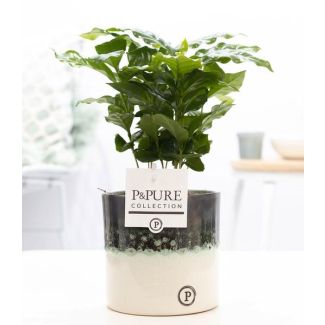 La planta de café, Coffea Arabica en P&PURE Illusion - Ø12cm - ↕20cm