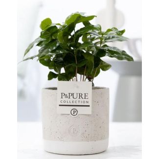La planta de café, Coffea Arabica en P&PURE Jade Ceramics - Ø12cm - ↕20cm