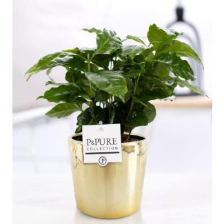 La planta de café, Coffea Arabica, maceta dorada brillante, serie P&PURE Laryssa, Ø12cm - ↕20cm