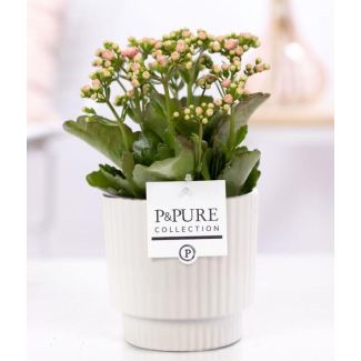 Kalanchoe, Flor Color Rosa, Maceta Blanca Brillante de la Serie P&PURE, Ivy Ceramics, Ø12 cm – Altura 27 cm