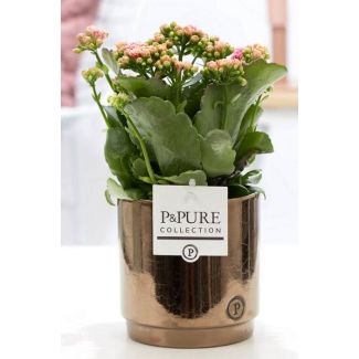 Kalanchoe, Flor Color Rosa, Maceta de Bronce Dorado de la Serie P&PURE, Juliette Ceramics, Ø12 cm – Altura 27 cm
