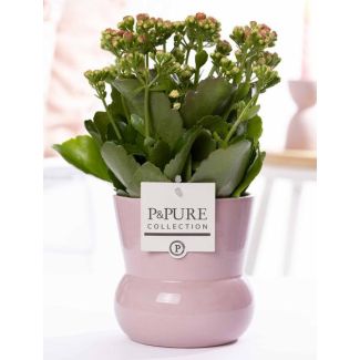 Kalanchoe, Flor Color Rosa, maceta rosa de la serie P&PURE Maxima, Ø12 cm - Altura 27 cm
