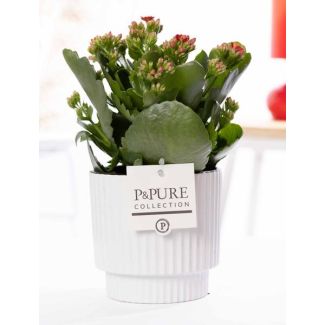 Kalanchoe, Flor Color Rojo, Maceta Blanca Brillante de la Serie P&PURE, Ivy Ceramics, Ø12 cm – Altura 27 cm