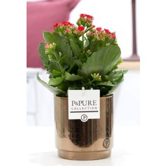 Kalanchoe, Flor Color Rojo, Maceta de Bronce Dorado de la Serie P&PURE, Juliette Ceramics, Ø12 cm – Altura 27 cm