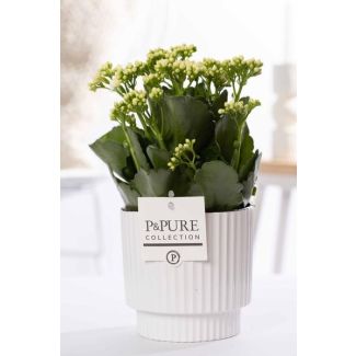 Kalanchoe, Flor Color Blanco, Maceta Verde de la Serie P&PURE, Ivy Ceramics, Ø12 cm – Altura 27 cm