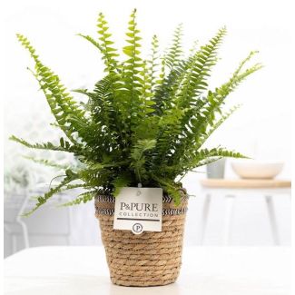 El Helecho, Nephrolepis Green Lady en Cesta P&PURE, Ø12cm - ↕35cm
