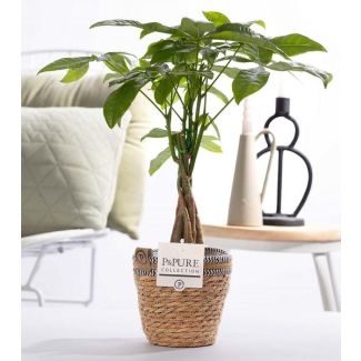 El árbol del dinero, El cacao de agua, Pachira Aquatica, en cesta P&PURE, Ø12cm - ↕45cm