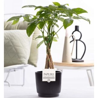 El árbol del dinero, El cacao de agua, Pachira aquatica en P&PURE Ceramics Liv, Ø12 cm ↕45 cm