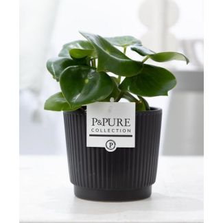 Peperomia Raindrop en Maceta Cerámica Negra Mate, P&PURE Liv Ceramics, Planta de Interior de Lujo – Fresca, Fuerte y Atemporal, Ø12cm - ↕25cm