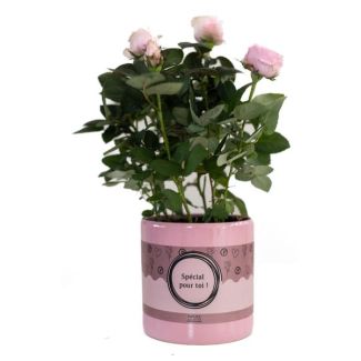 Planta de Rosa "Special Para Ti", Rosa Claro, Ø12cm - ↕30cm, Bonito Regalo para Cualquier Ocasión
