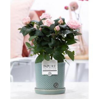 Rosa Claro Rosa Cámara Rosa, Maceta Rosa Elegante P&PURE Lauren Ceramics, Ø12 cm – Altura 30 cm