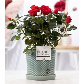 Rosa Roja de Interior, Maceta Blanca Elegante P&PURE Lauren Ceramics, Ø12 cm – Altura 30 cm