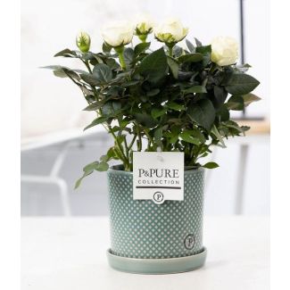 Rosa Blanca, Maceta Elegante P&PURE Lauren Ceramics, Ø12 cm – Altura 30 cm