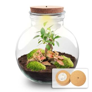 ¡Consejo de regalo! Terrario de plantas DIY (con iluminación), Bonsái Teddy con corcho LED, Ø25cm, ↑ 26.5cm, Ecosistema autosuficiente, Set completo con plantas y musgos sin herramientas, de bajo mantenimiento, atractivo visual