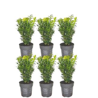 6 Piezas de Buxus = 1 metro de Seto