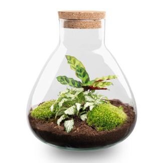 ¡Consejo de regalo! Terrario de plantas DIY, Sammie Calathea con corcho, Ø 22,5 ↕ 27 cm, Ecosistema autosuficiente, Set completo con plantas y musgos sin Toos, Bajo mantenimiento, Atractivo visual