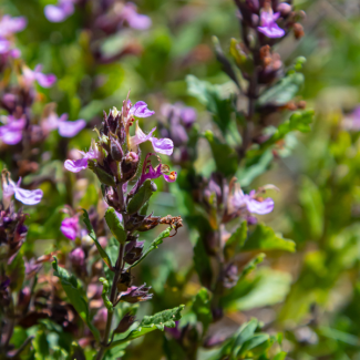 6 Piezas de Heiligenbloem