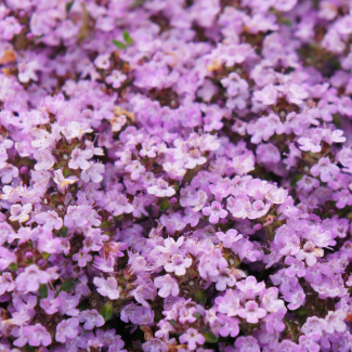 60 Piezas de Tomillo Rastrero Purple Beauty