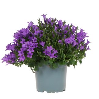 Campanula, Flor de Campana, Color Púrpura, Planta de Jardín, Planta de Interior en Flor, Campanula Addenda, tamaño de maceta 12cm