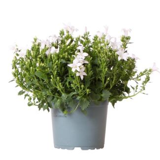 Campanula, Flor de Campana, Color Blanco, Plantas de Jardín, Plantas de Interior en Flor