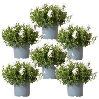 6 piezas de Campanula blanca