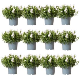 12 Piezas de Campanula Blanca