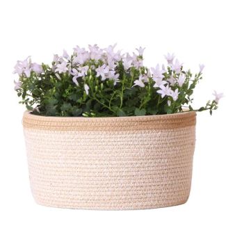 Cesta con 3 Campanulas, Color Blanco, Plantas de Jardín, Plantas de Balcón, Maceta llena, Plantas de Interior, Planta de Interior en Flor, Campanula Addenda Ambella blanca
