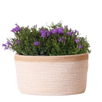 Cesta con 3 piezas de Campanula, Color púrpura, Plantas de jardín, Plantas de balcón, Maceta llena, Planta de interior, Planta de interior en flor, Campanula Addenda Ambella Púrpura Intensa