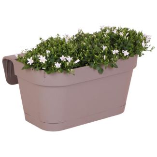 Maceta de balcón taupe con 3 unidades de campánula, Color Blanco, planta de jardín, Plantas de balcón, Maceta llena, Campanula Addenda Ambella blanca