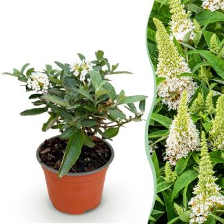 Arbusto de mariposas blanco