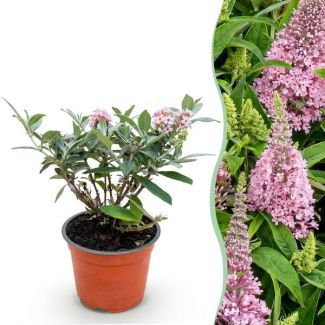 Arbusto de mariposas rosa suave