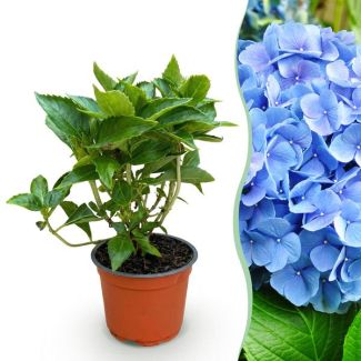 Hortensia Azul