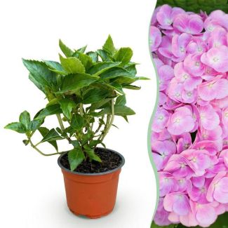 Hortensia Rosa