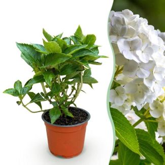 Hortensia Blanca