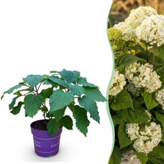 Hortensia Blanca