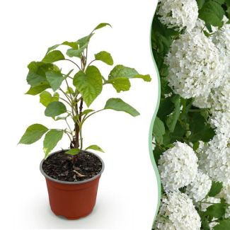 Hortensia Blanca