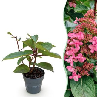 Hortensia de panícula Blanco - Rosa claro
