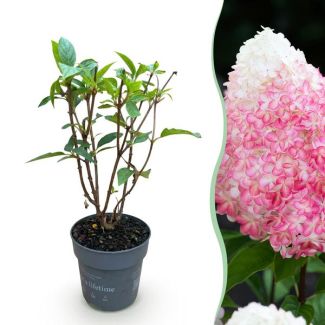 Hortensia de panícula Blanca - Rosa