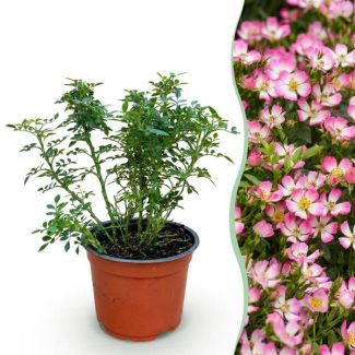 Rosa Rosa