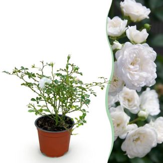 Rosa Blanca