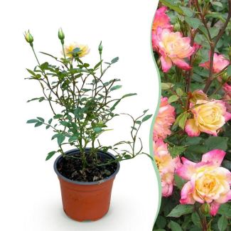 Rosa Amarillo-Rosa