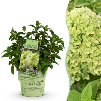 Hortensia de panícula crema