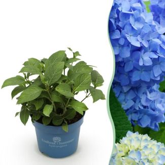 Hortensia Azul