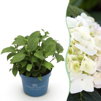 Hortensia Blanca