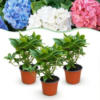 Hortensia Multicolor Rosa - Azul - Blanco