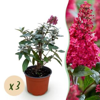 3 Piezas de Arbusto de Mariposa Rosa - Rojo