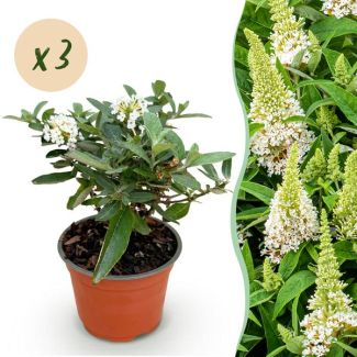 3 Piezas de Arbusto de Mariposa Blanco
