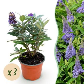3 Arbusto de mariposas lila
