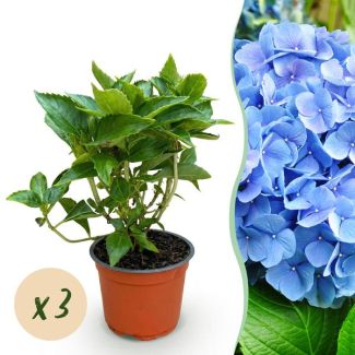 3 Piezas de Hortensia Azul