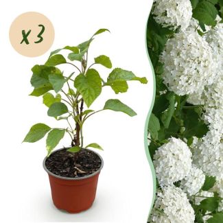 3 Piezas de Hortensia Pluma Blanca (Bola de Nieve)